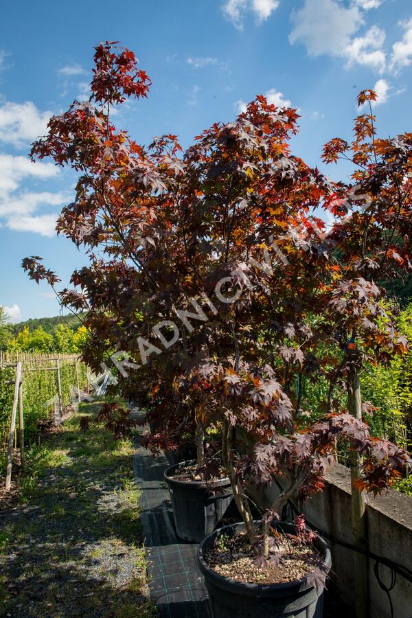 Javor dlanitolistý 'Bloodgood' - Acer palmatum 'Bloodgood'