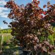 Javor dlanitolistý 'Bloodgood' - Acer palmatum 'Bloodgood'