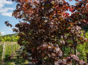 Javor dlanitolistý 'Bloodgood' - Acer palmatum 'Bloodgood'