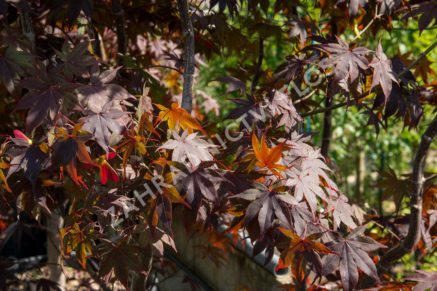 Javor dlanitolistý 'Bloodgood' - Acer palmatum 'Bloodgood'