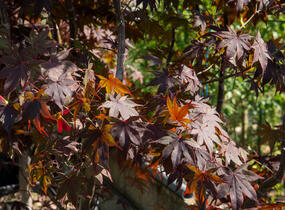 Javor dlanitolistý 'Bloodgood' - Acer palmatum 'Bloodgood'