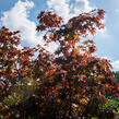 Javor dlanitolistý 'Bloodgood' - Acer palmatum 'Bloodgood'