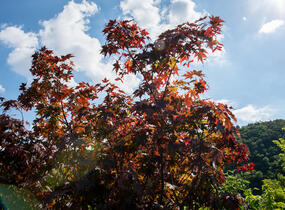 Javor dlanitolistý 'Bloodgood' - Acer palmatum 'Bloodgood'
