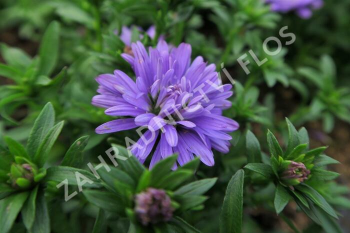 Hvězdnice novobelgická 'Almira Double Blue' - Aster novi-belgii 'Almira Double Blue'