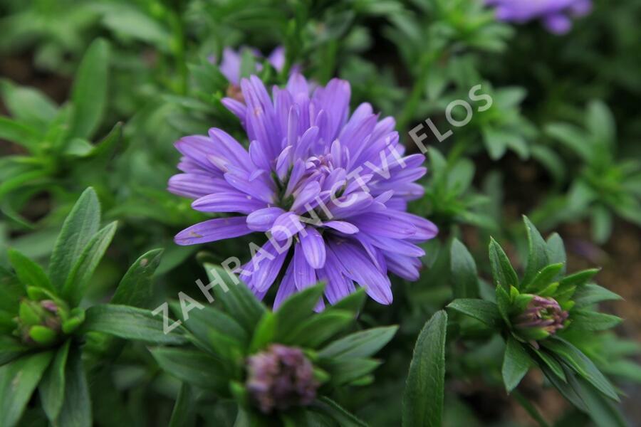 Hvězdnice novobelgická 'Almira Double Blue' - Aster novi-belgii 'Almira Double Blue'