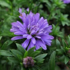 Hvězdnice novobelgická 'Almira Double Blue' - Aster novi-belgii 'Almira Double Blue'