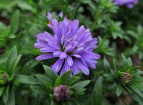 Hvězdnice novobelgická 'Almira Double Blue' - Aster novi-belgii 'Almira Double Blue'