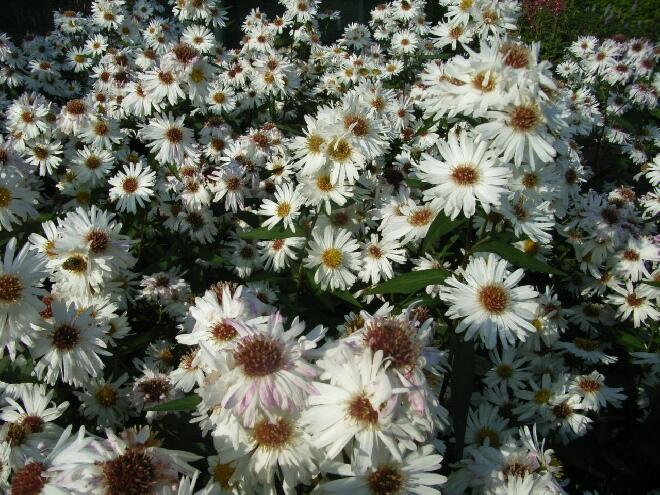 Hvězdnice novobelgická 'Almira White' - Aster novi-belgii 'Almira White'