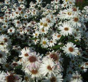 Hvězdnice novobelgická 'Almira White' - Aster novi-belgii 'Almira White'