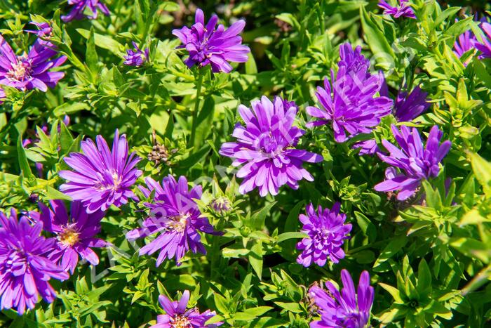 Hvězdnice novobelgická 'Almira Purple' - Aster novi-belgii 'Almira Purple'