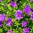 Hvězdnice novobelgická 'Almira Purple' - Aster novi-belgii 'Almira Purple'