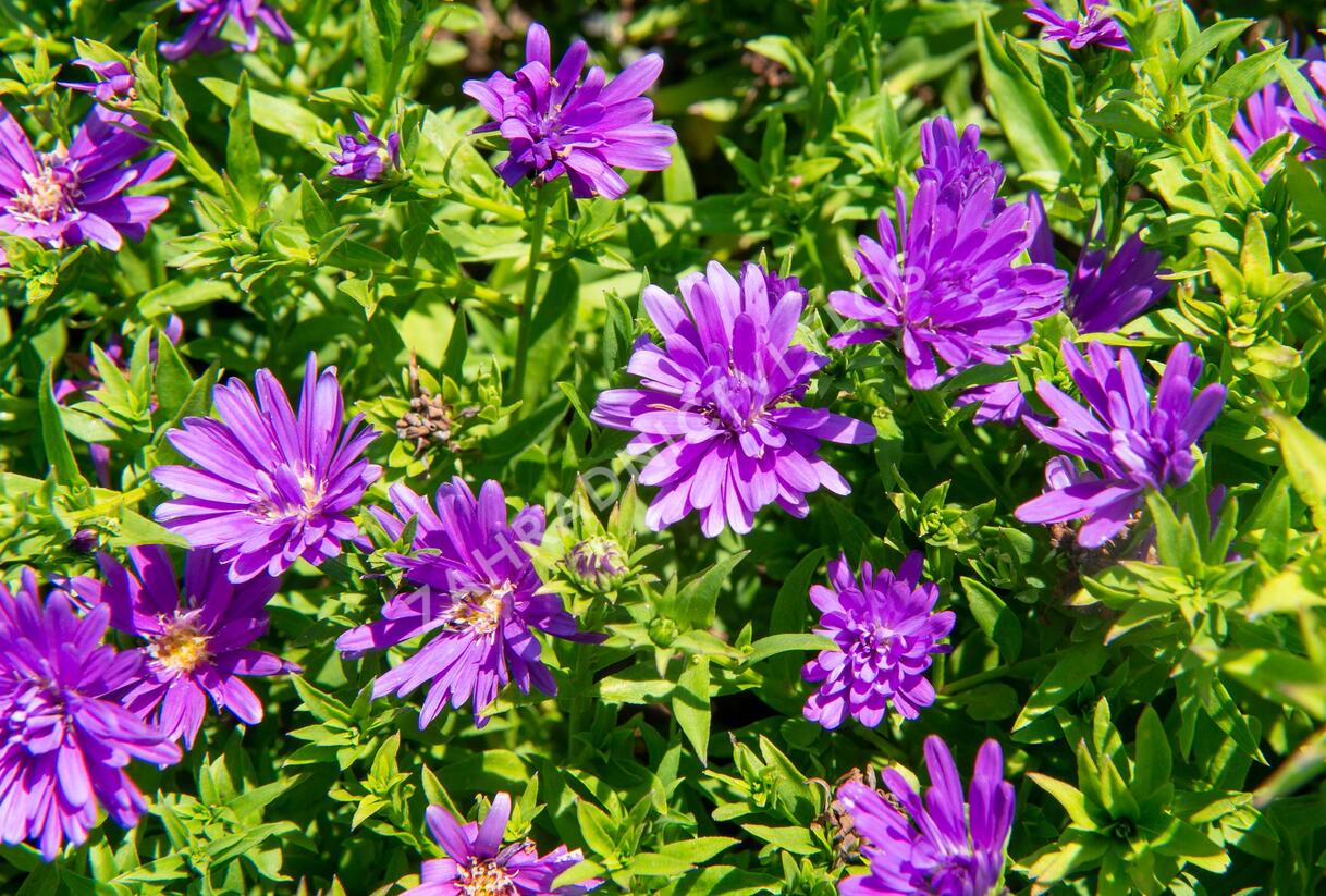 Hvězdnice novobelgická 'Almira Purple' - Aster novi-belgii 'Almira Purple'