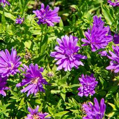 Hvězdnice novobelgická 'Almira Purple' - Aster novi-belgii 'Almira Purple'