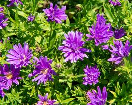 Hvězdnice novobelgická 'Almira Purple'