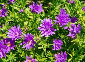 Hvězdnice novobelgická 'Almira Purple' - Aster novi-belgii 'Almira Purple'