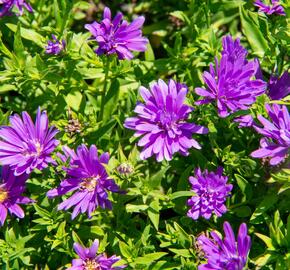 Hvězdnice novobelgická 'Almira Purple' - Aster novi-belgii 'Almira Purple'