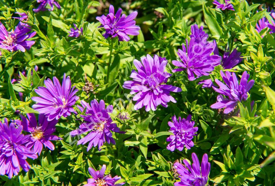 Hvězdnice novobelgická 'Almira Purple' - Aster novi-belgii 'Almira Purple'