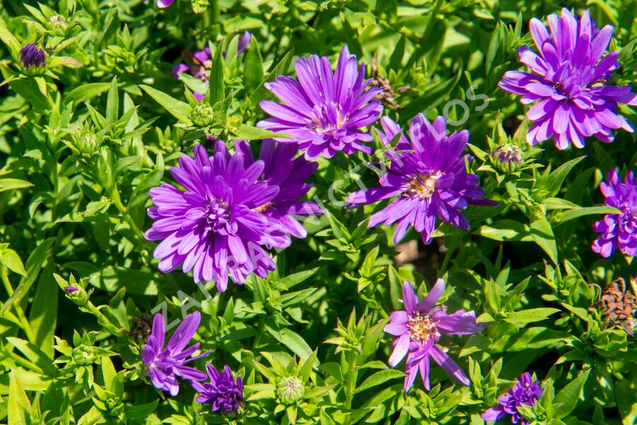 Hvězdnice novobelgická 'Almira Purple' - Aster novi-belgii 'Almira Purple'