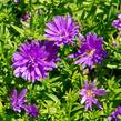 Hvězdnice novobelgická 'Almira Purple' - Aster novi-belgii 'Almira Purple'