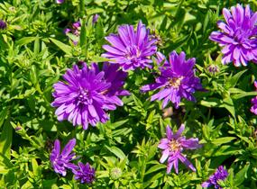 Hvězdnice novobelgická 'Almira Purple' - Aster novi-belgii 'Almira Purple'