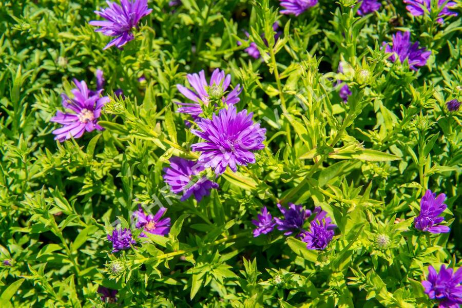 Hvězdnice novobelgická 'Almira Purple' - Aster novi-belgii 'Almira Purple'