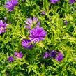 Hvězdnice novobelgická 'Almira Purple' - Aster novi-belgii 'Almira Purple'