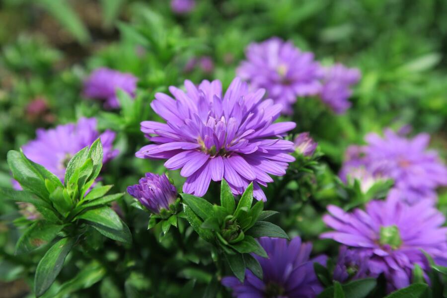 Hvězdnice novobelgická 'Almira Purple' - Aster novi-belgii 'Almira Purple'