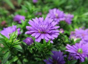 Hvězdnice novobelgická 'Almira Purple' - Aster novi-belgii 'Almira Purple'