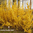 Zlatice prostřední, zlatý déšť 'Weekend' - Forsythia intermedia 'Weekend'