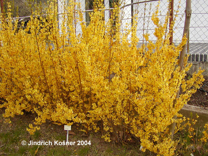 Zlatice prostřední, zlatý déšť 'Weekend' - Forsythia intermedia 'Weekend'