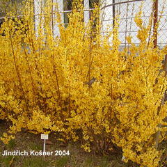 Zlatice prostřední, zlatý déšť 'Weekend' - Forsythia intermedia 'Weekend'