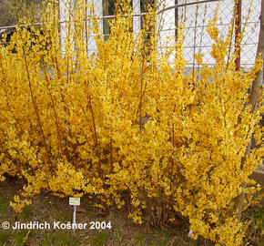 Zlatice prostřední, zlatý déšť 'Weekend' - Forsythia intermedia 'Weekend'