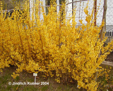 Zlatice prostřední, zlatý déšť 'Weekend'