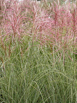 Ozdobnice čínská 'Morning Light' - Miscanthus sinensis 'Morning Light'