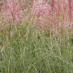 Ozdobnice čínská 'Morning Light' - Miscanthus sinensis 'Morning Light'