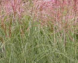Ozdobnice čínská 'Morning Light' - Miscanthus sinensis 'Morning Light'