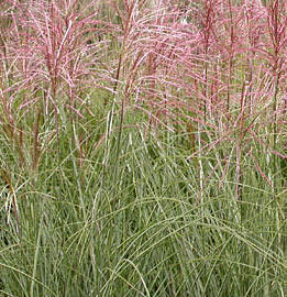 Ozdobnice čínská 'Morning Light' - Miscanthus sinensis 'Morning Light'