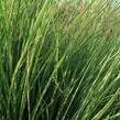 Ozdobnice čínská 'Morning Light' - Miscanthus sinensis 'Morning Light'