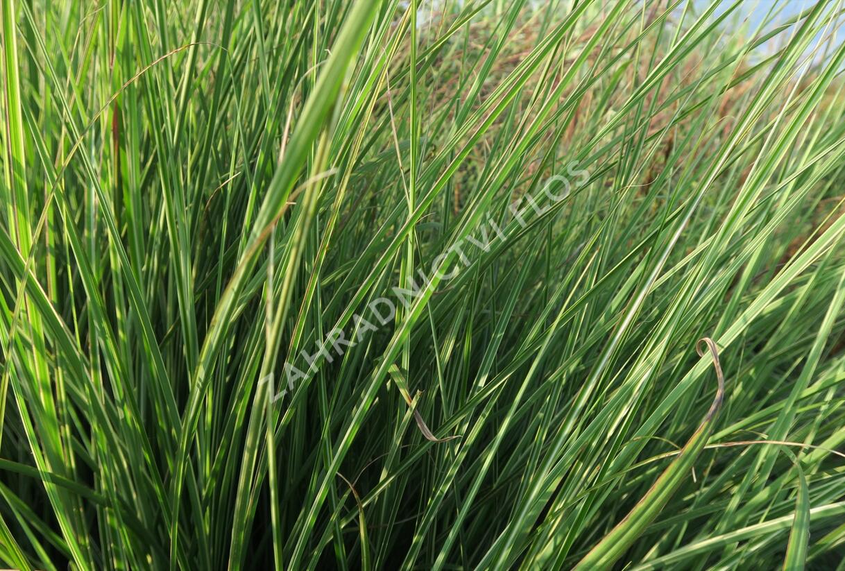 Ozdobnice čínská 'Morning Light' - Miscanthus sinensis 'Morning Light'