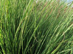 Ozdobnice čínská 'Morning Light' - Miscanthus sinensis 'Morning Light'