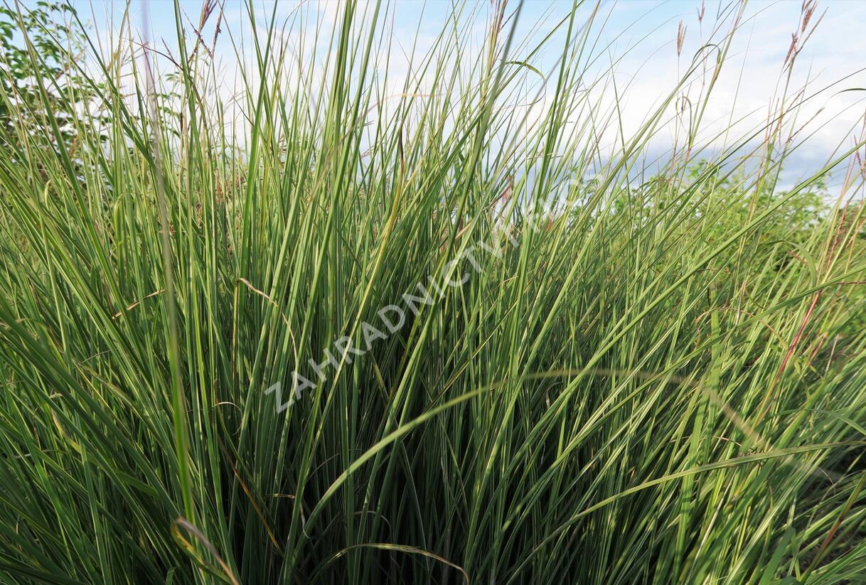 Ozdobnice čínská 'Morning Light' - Miscanthus sinensis 'Morning Light'