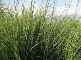 Ozdobnice čínská 'Morning Light' - Miscanthus sinensis 'Morning Light'
