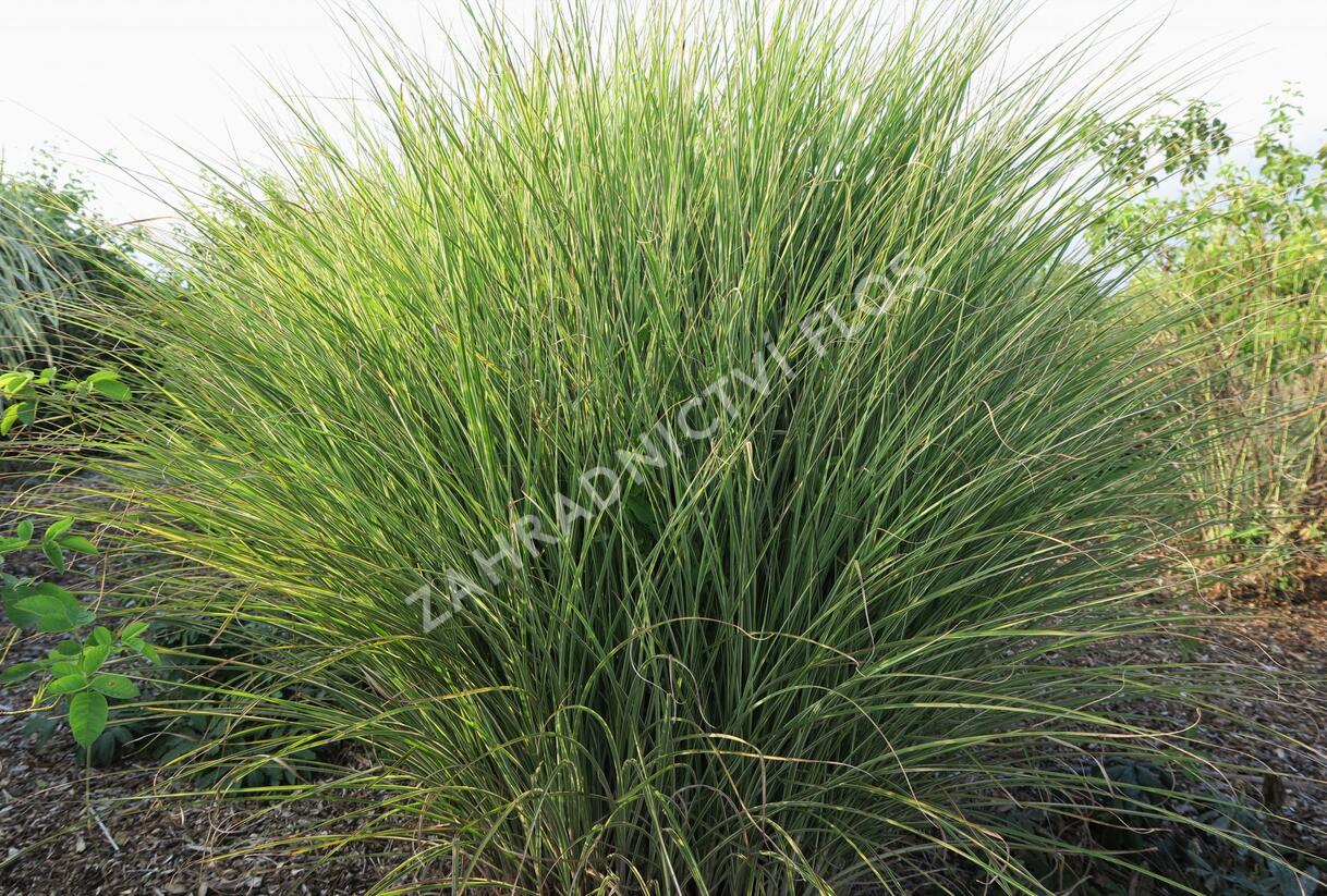 Ozdobnice čínská 'Morning Light' - Miscanthus sinensis 'Morning Light'