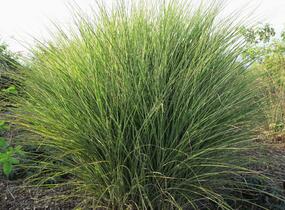 Ozdobnice čínská 'Morning Light' - Miscanthus sinensis 'Morning Light'