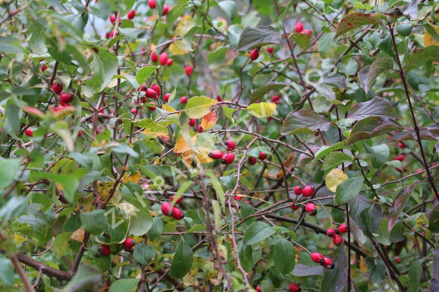 Růže šípková - Rosa canina