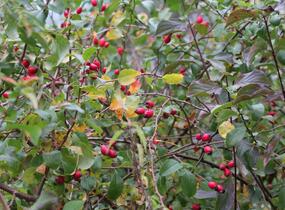 Růže šípková - Rosa canina