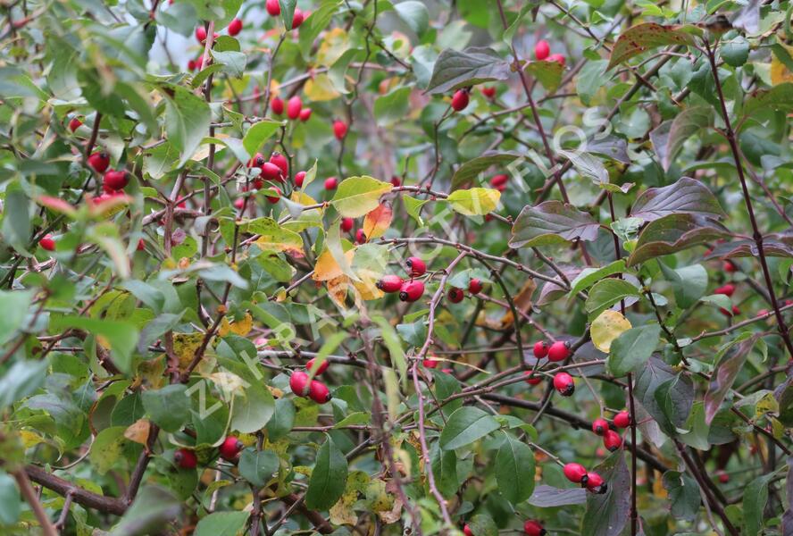 Růže šípková - Rosa canina
