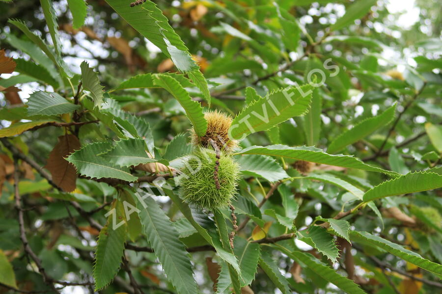 Kaštanovník setý - Castanea sativa