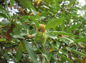 Kaštanovník setý, jedlý - Castanea sativa