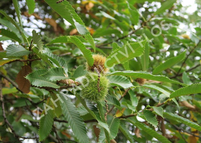 Kaštanovník setý - Castanea sativa